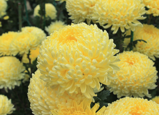 763908 (a): :2500x1810